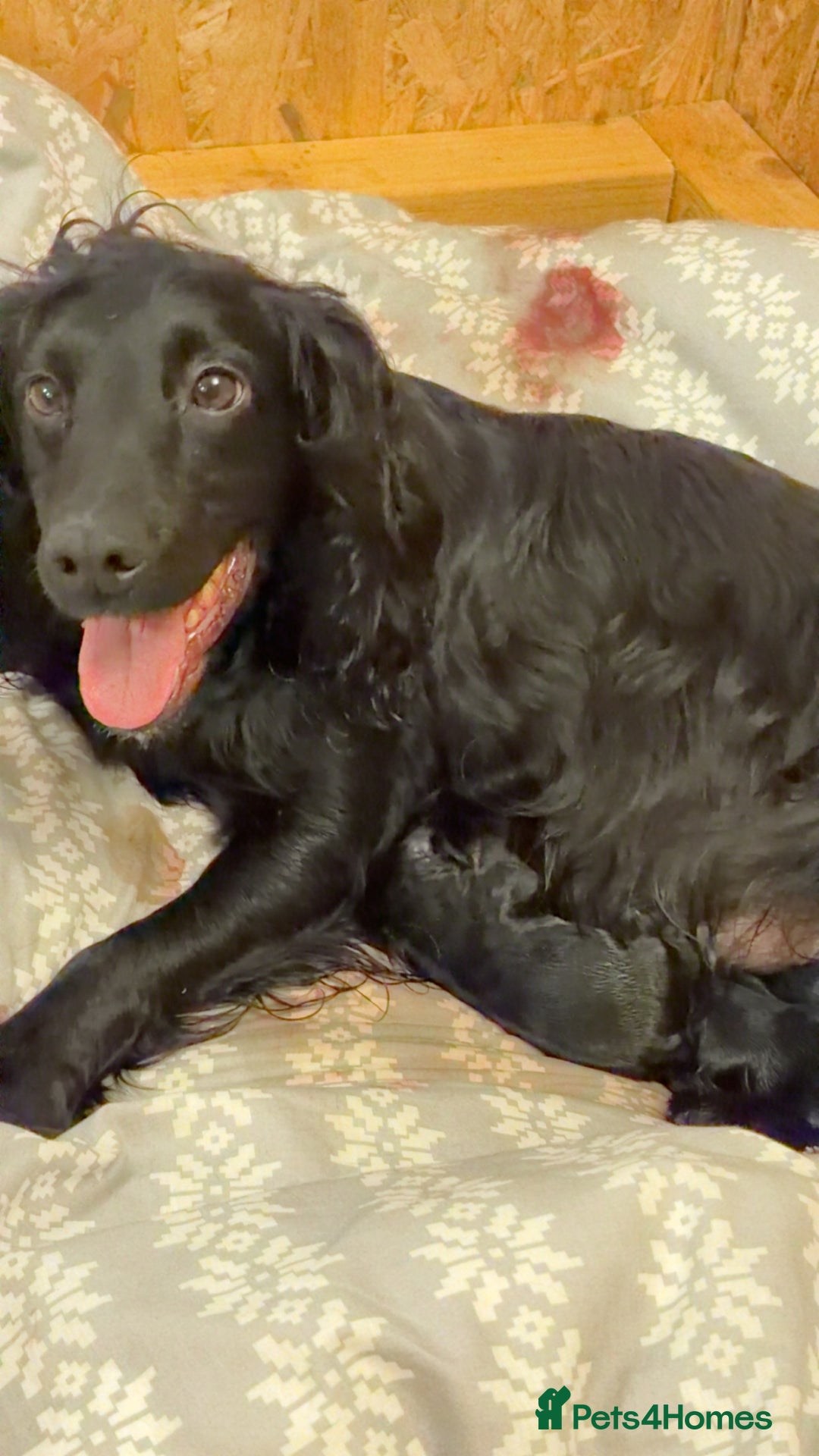 Cocker Spaniel dogs for sale: 6 Working Cocker pups KC registered - Advert 7