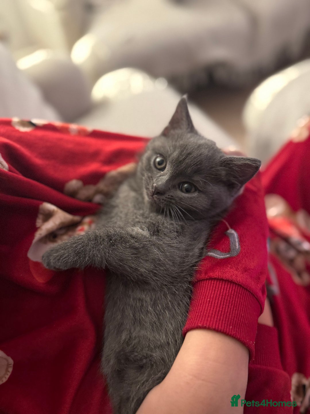 British Shorthair cats for sale: BSH Cross (3/4) Kittens - Advert 3