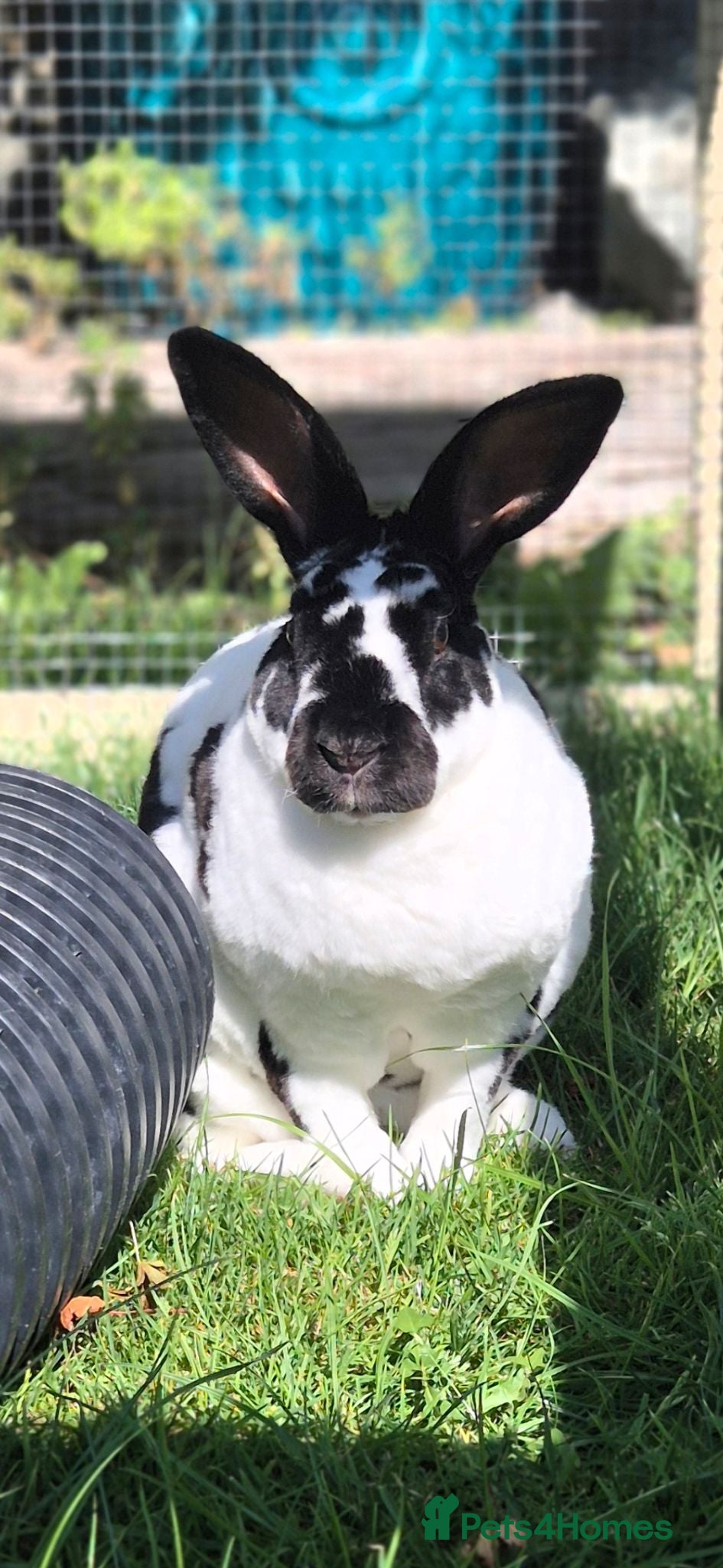 Rex rabbits Prince Zeus 3.5years old Neutered Vaccinated  - Advert 2