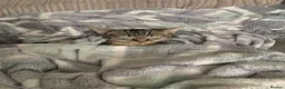 British Longhair cats for sale: Loving family cat in Preston - Advert 3