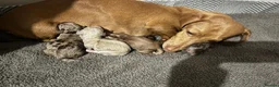 Miniature Dachshund dogs for sale: MINIATURE DACHSHUND  - Advert 10