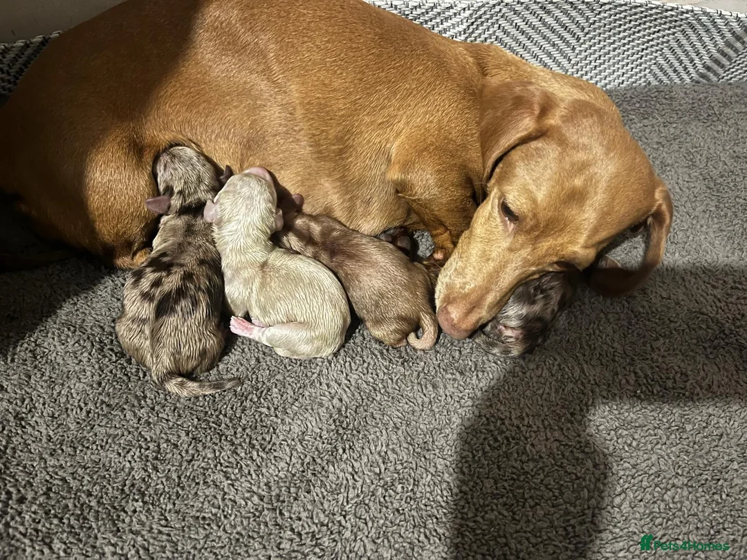 Miniature Dachshund dogs for sale: MINIATURE DACHSHUND  - Advert 10