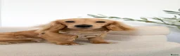 Miniature Dachshund dogs for stud: KC Miniature Shaded Cream Long Hair Dachshund stud - Advert 6