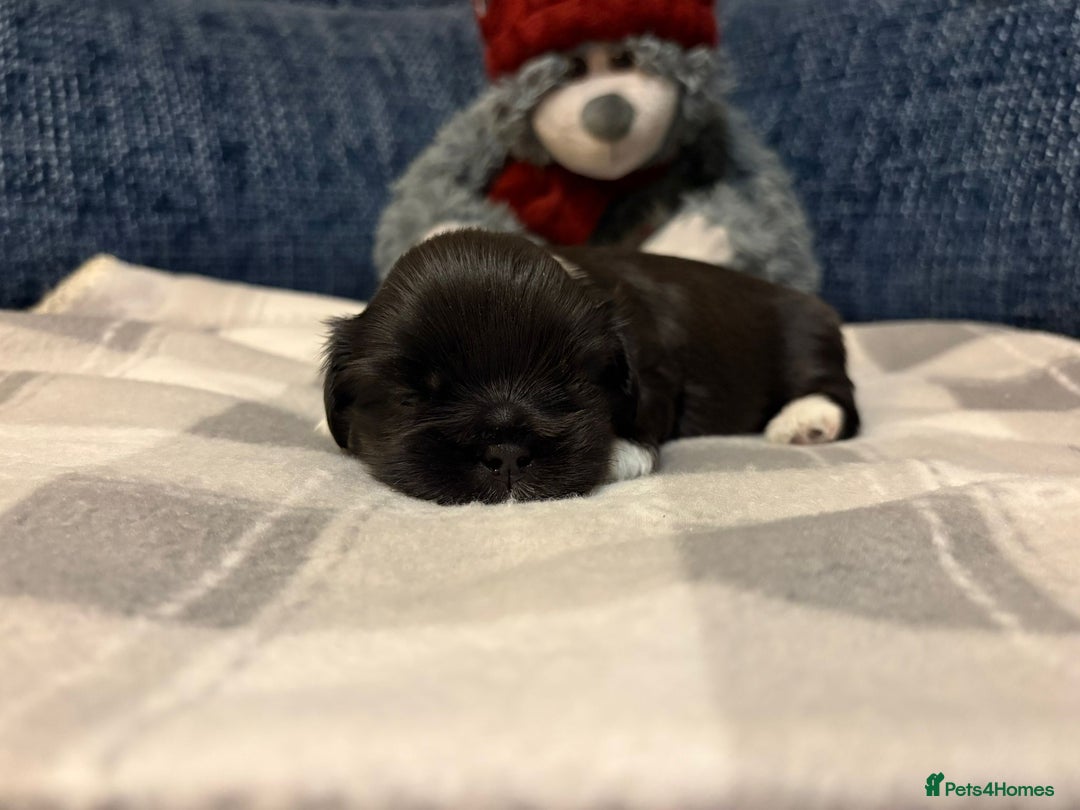 Lhasa Apso dogs for sale: Lhasa Apso Male Puppies for Sale  - Advert 11