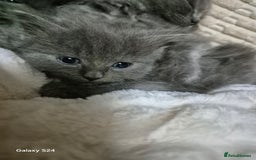 Ragdoll cats for sale: Ragdoll kittens  - Image 17