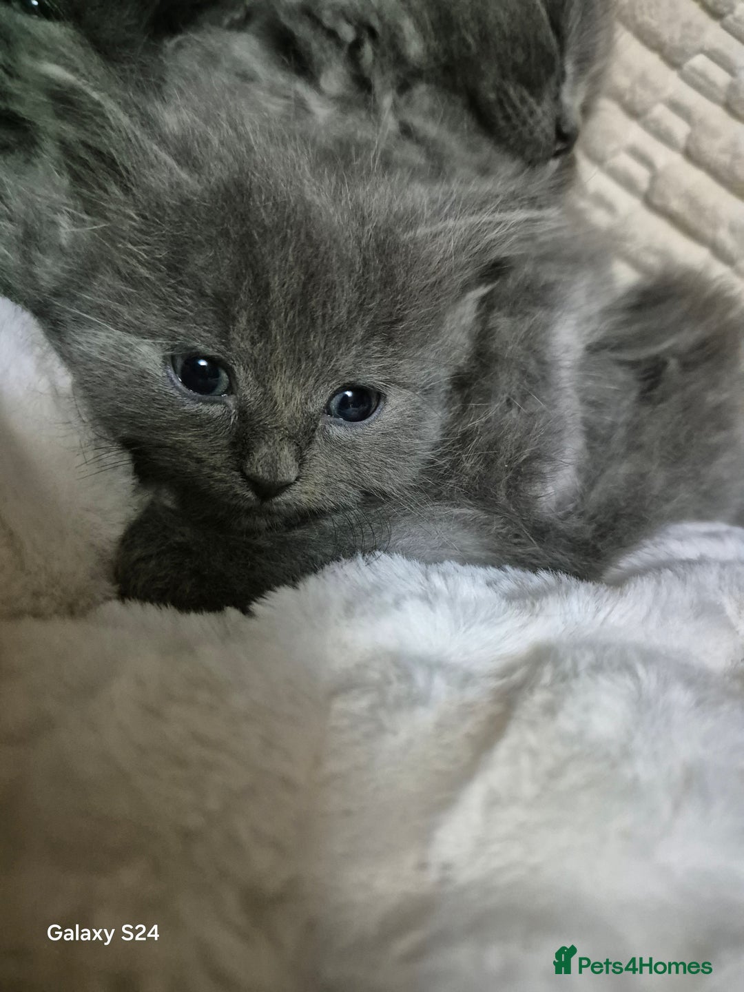 Ragdoll cats for sale: Ragdoll kittens  - Image 17