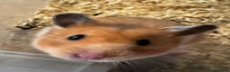 Hamster rodents for sale: Beautiful home-bred Syrian hamsters  - Advert 2