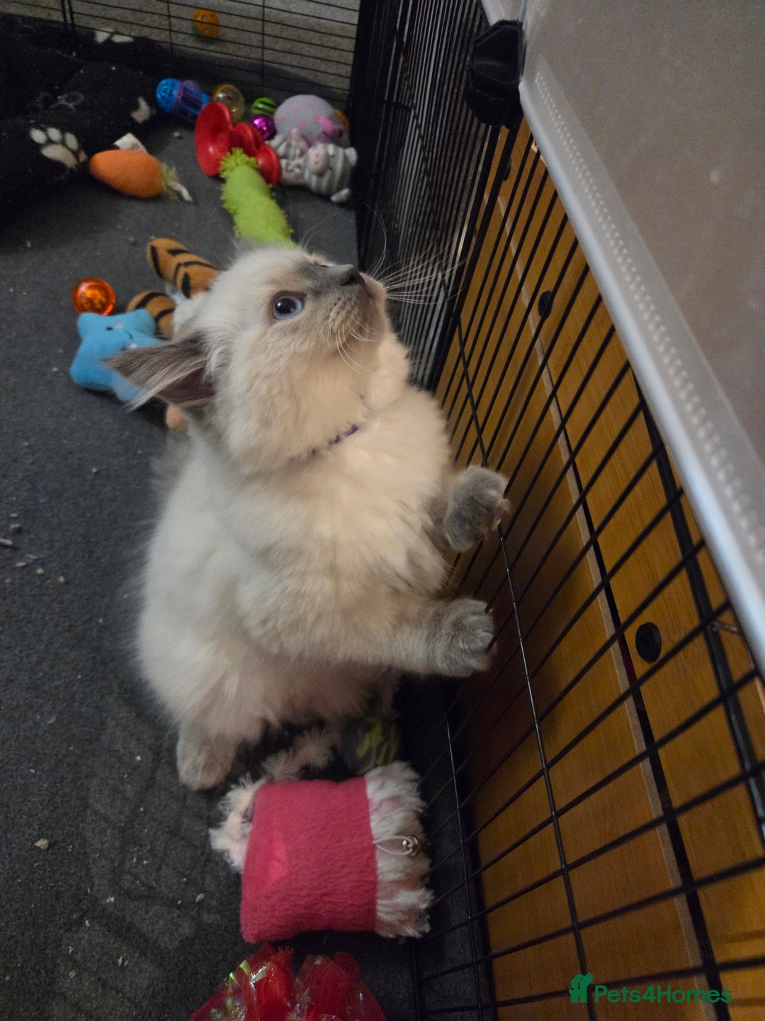 Ragdoll cats for sale: Ragdoll female kitten - Advert 7