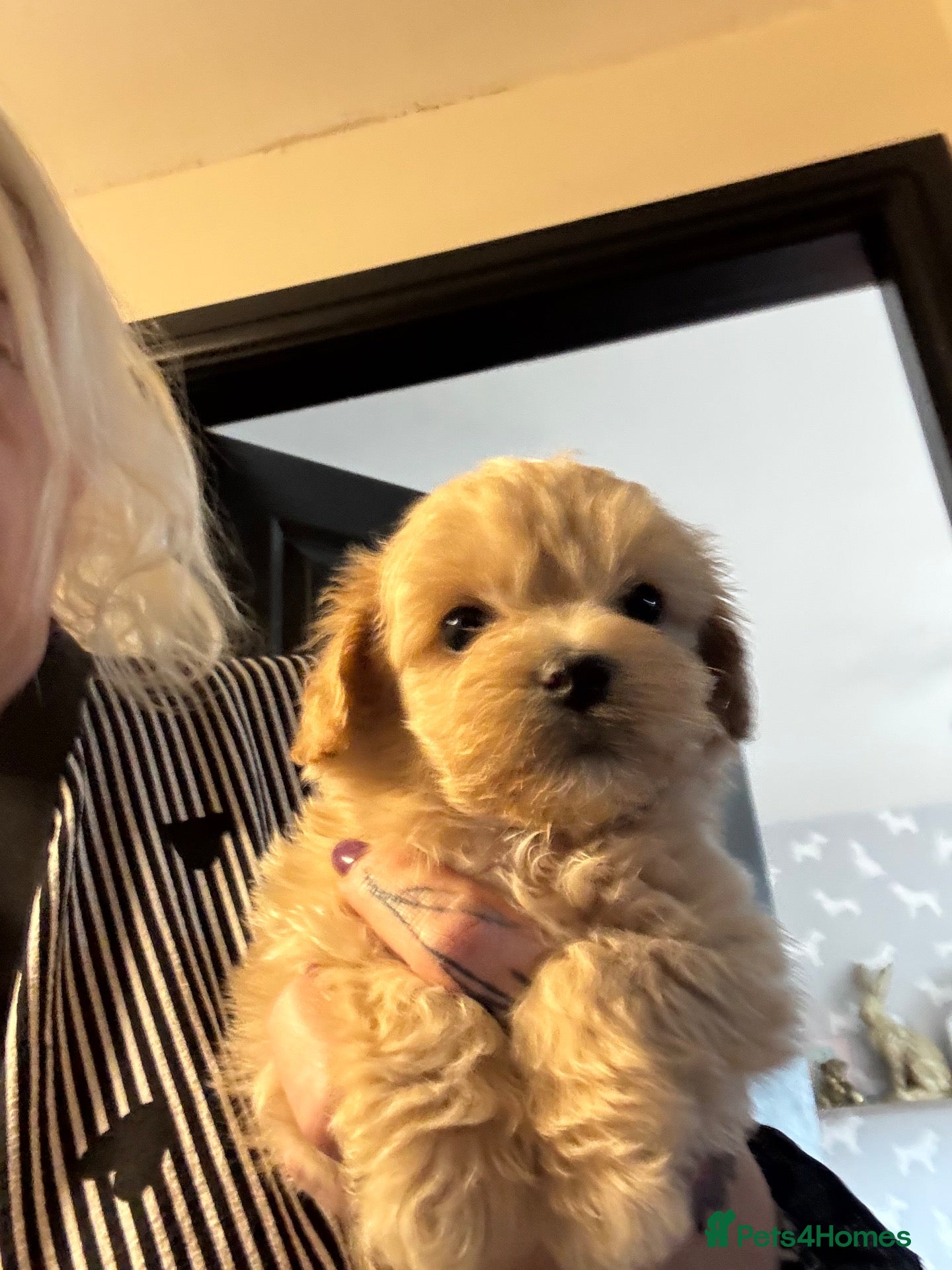 Maltipoo dogs Teddy bear maltipoo puppies  - Advert 1