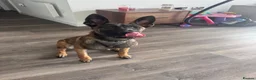 Belgian Shepherd Dog dogs for sale: 9 month old belgium malinois - Advert 8