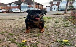 Rottweiler dogs for sale: Rottweiler Male, 7 months, Good Healthy Family Pet - Image 1