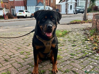Rottweiler dogs for sale - Advert 1