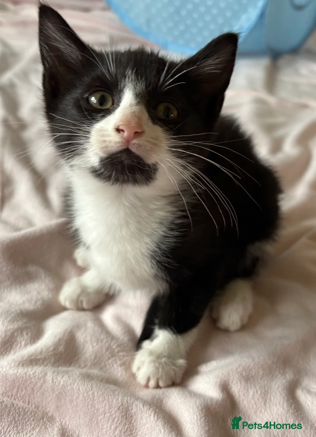 Mixed Breed cats for sale: Maine Coon Cross Kittens  - Advert 2