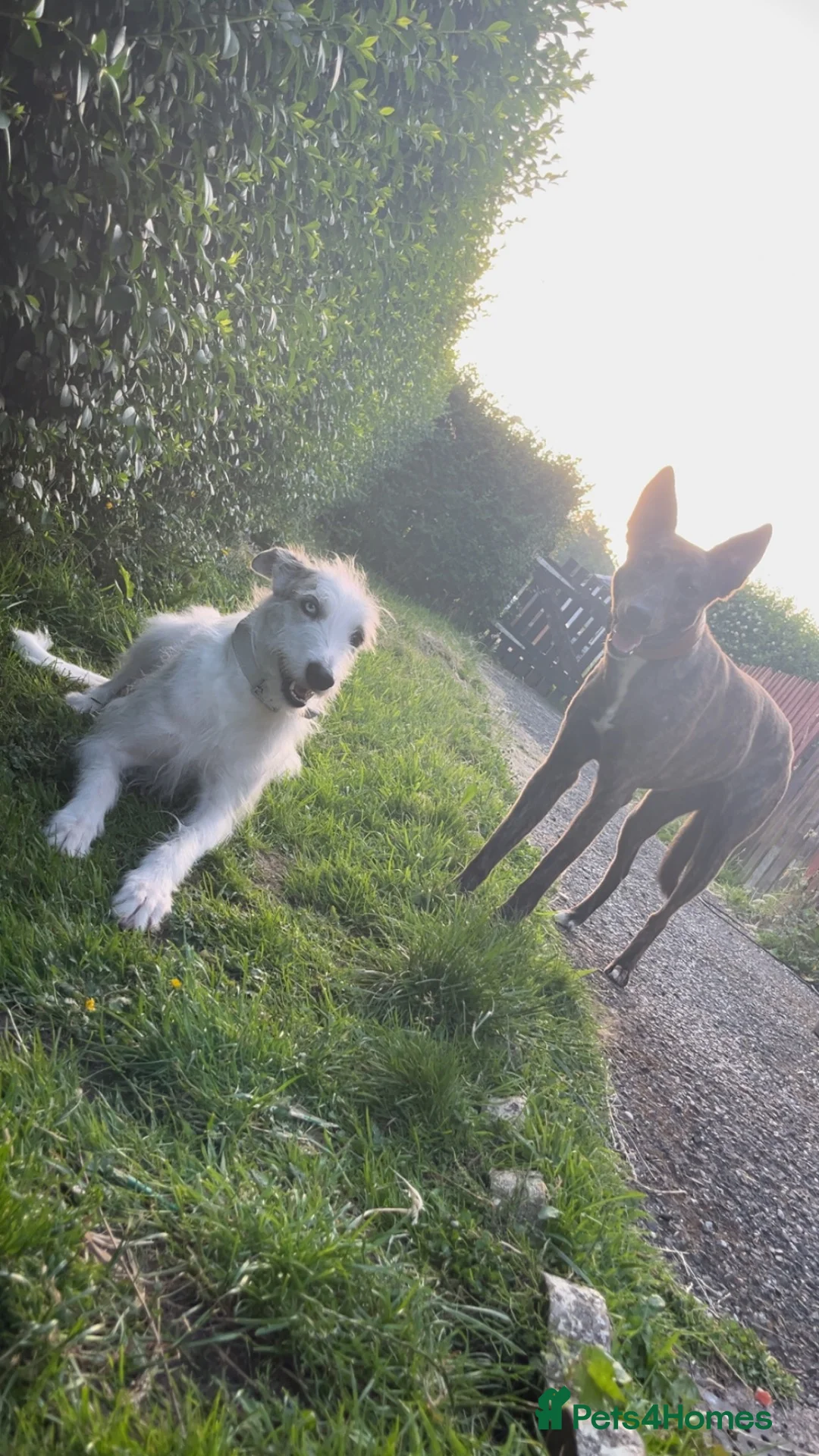 Mixed Breed dogs for sale: Brother & Sister  in Cumnock - Advert 1
