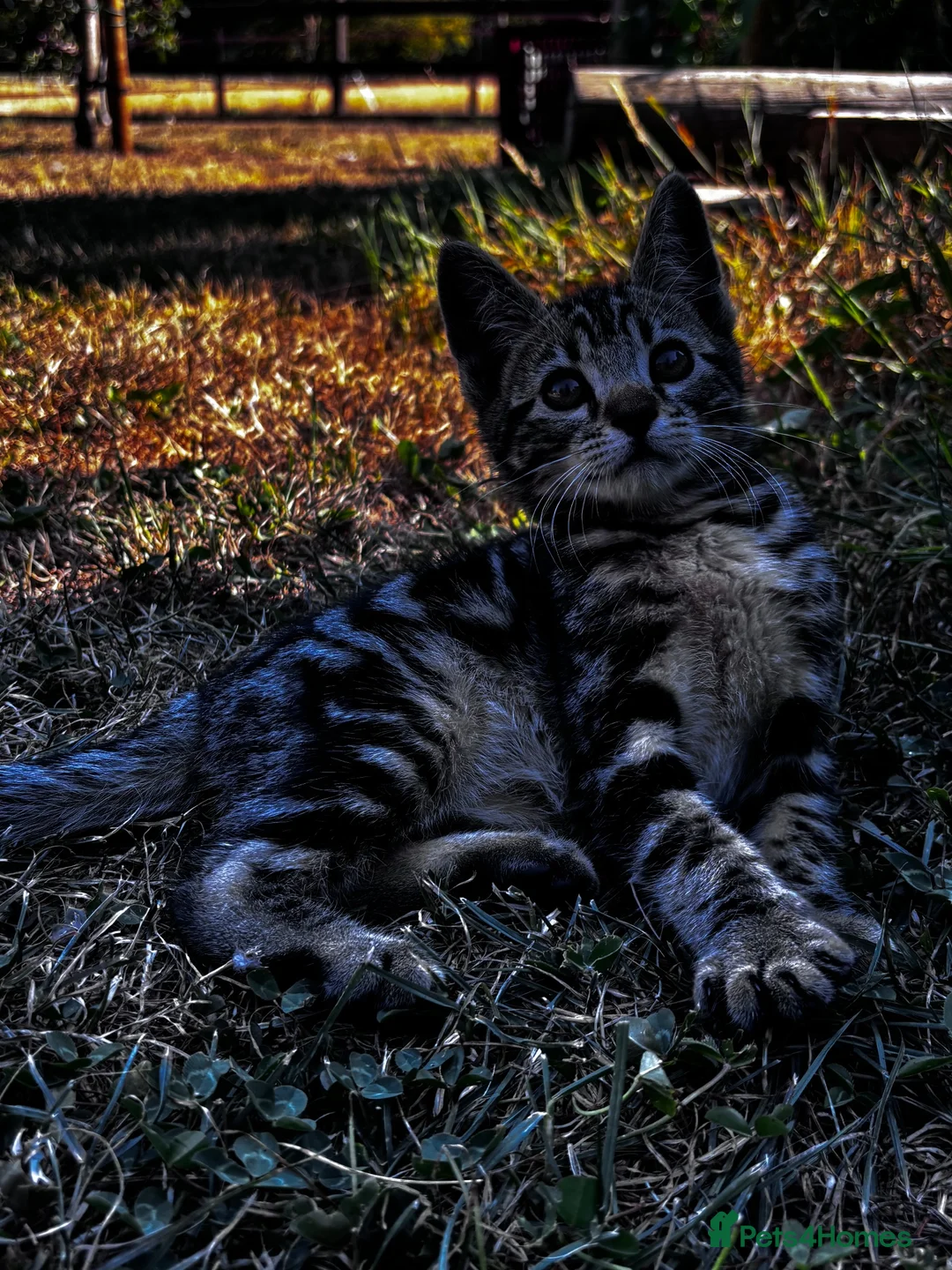 Bengal cats for sale: Gorgeous part bengal kittens ready for loving home - Advert 1