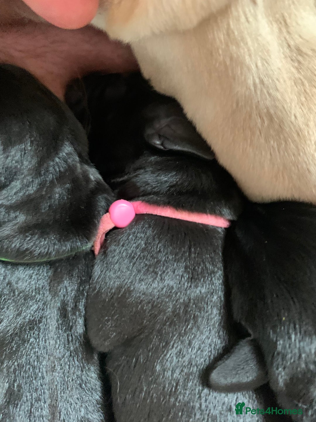 Labrador Retriever dogs for sale: Gentle natured home reared KC Registered Labradors - Image 6