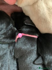 Labrador Retriever Puppy 5