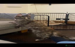 Maine Coon cats for sale: Maine Coon Queen (Active) for sale  - Image 2