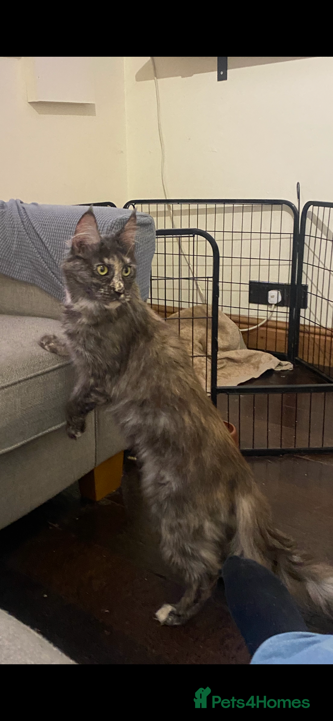 Maine Coon cats for sale: Maine Coon Queen (Active) for sale  - Image 2