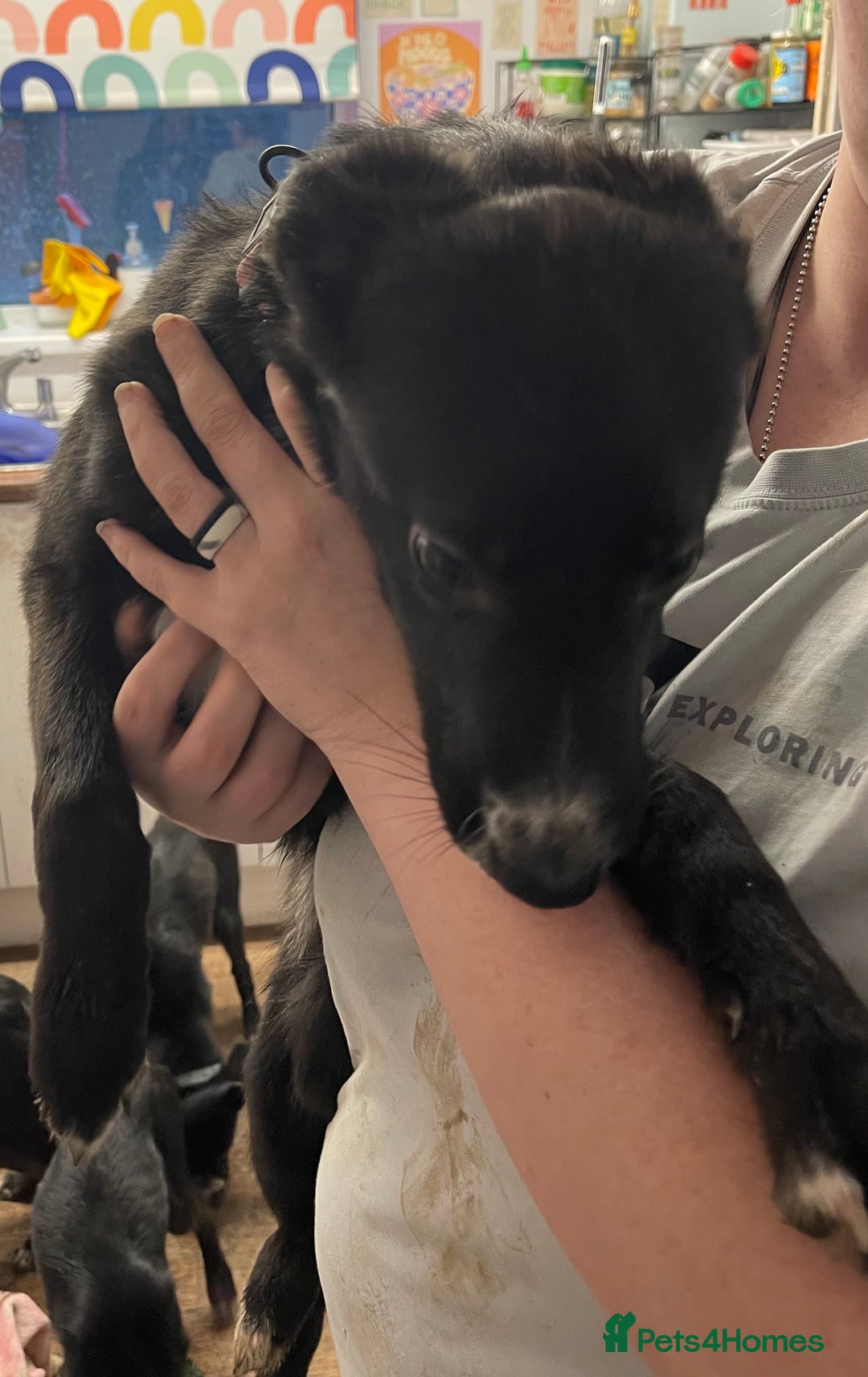 Mixed Breed dogs for sale: Collie cross pups  - Advert 4