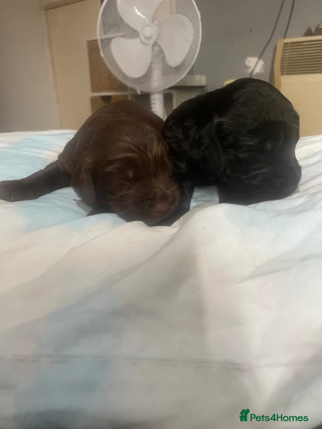 Cocker Spaniel dogs for sale: Cocker spaniel pups  - Image 2