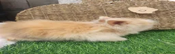 Lionhead rabbits for sale: Double Mane Lionheads - Advert 12