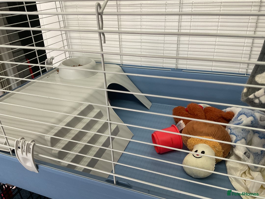 Ferret rodents for sale: unneutered 1 year old Hob Ferret, comes with cage  - Image 8