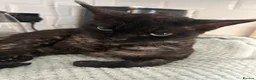 Devon Rex cats for sale: Devon Rex black smoke male 5 years  - Advert 2