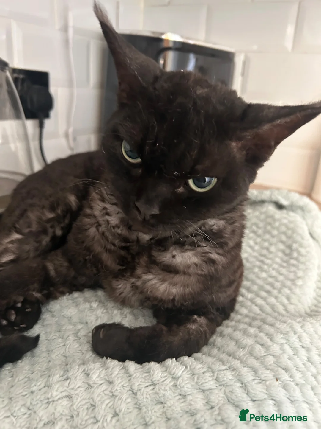 Devon Rex cats for sale: Devon Rex black smoke male 5 years  - Advert 2