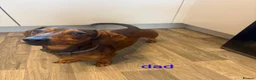 Dachshund dogs for sale: Dachshund pups - Advert 9