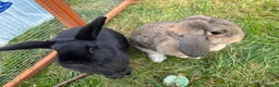 English Lop rabbits for sale: 2 beautiful girls need rehoming  in Rugby - Advert 3