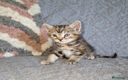 Ragdoll cats for sale: Ragdoll cross - Image 12