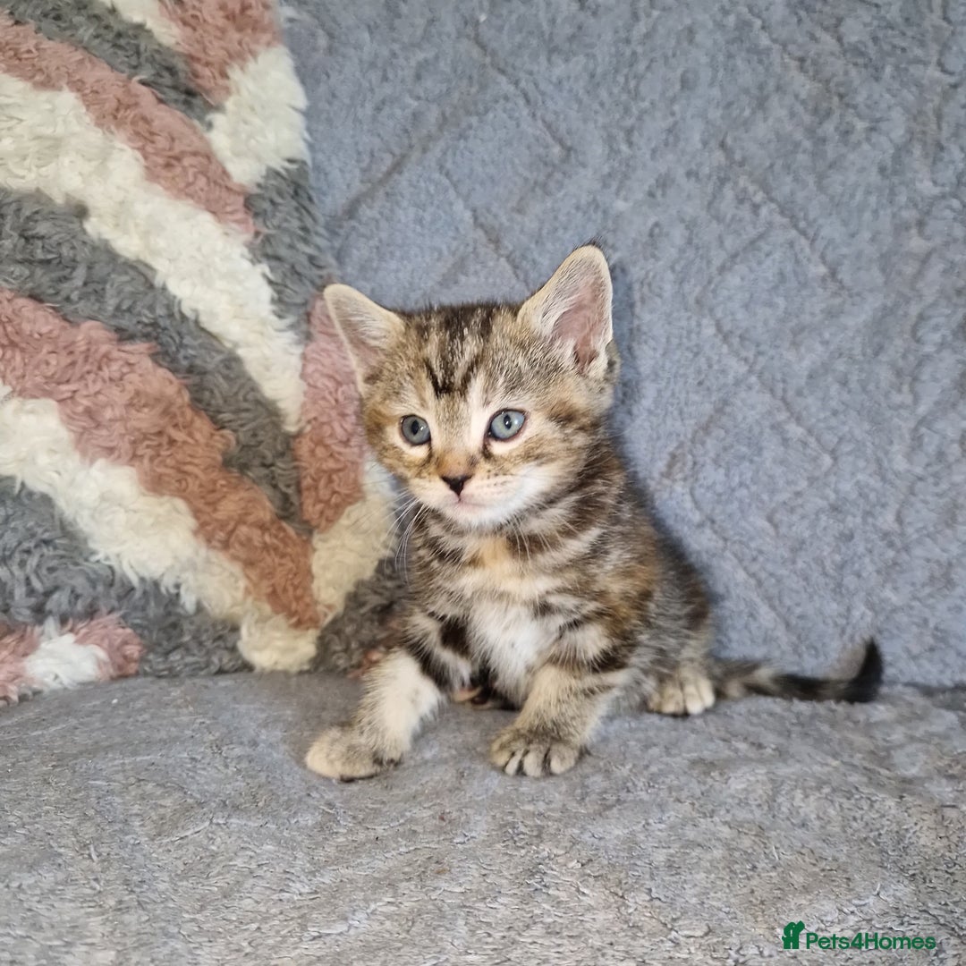 Ragdoll cats for sale: Ragdoll cross - Image 12