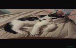 Mixed Breed cats for sale: Baby kitten for sale - Image 1
