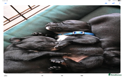 Staffordshire Bull Terrier dogs for sale: Kc registered Staffordshire Bull terrier pups - Image 16