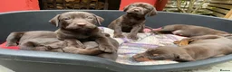 Mixed Breed dogs for sale: BEAUTIFUL LABRADOR X GWP X VIZSLA PUPPIES FOR SALE - Advert 10