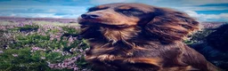 Cocker Spaniel dogs for stud: Small but Mighty! Health Tested, Kc Reg at Stud - Advert 2