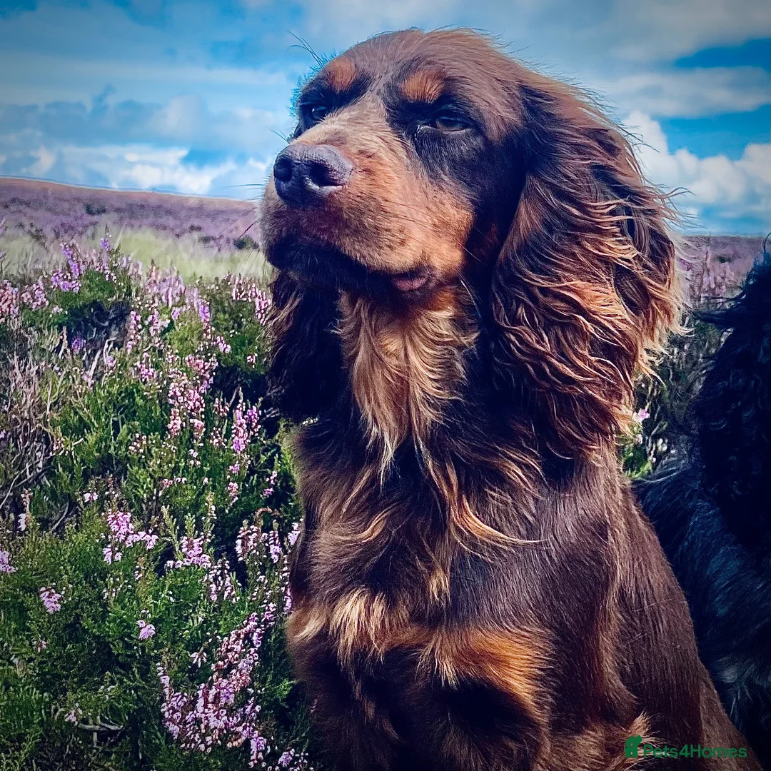 Cocker Spaniel dogs for stud: Small but Mighty! Health Tested, Kc Reg at Stud - Advert 2