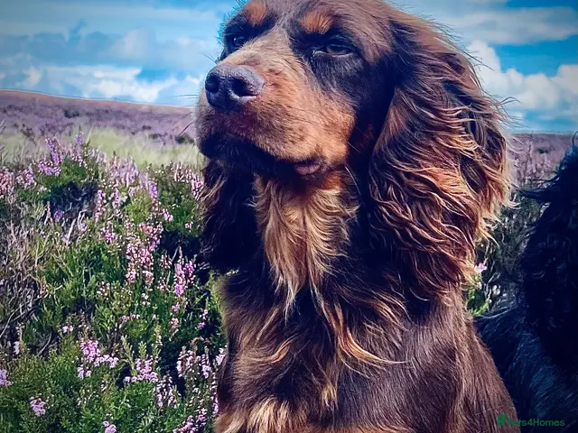 Cocker Spaniel dogs for stud: Small but Mighty! Health Tested, Kc Reg at Stud - Advert 2