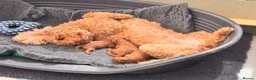 Cavapoochon dogs for sale: 3 Cavapoochon boys in Carmarthen - Advert 2