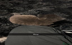 Mixed Breed cats for sale: Beautiful grey and black kitten - Advert 9