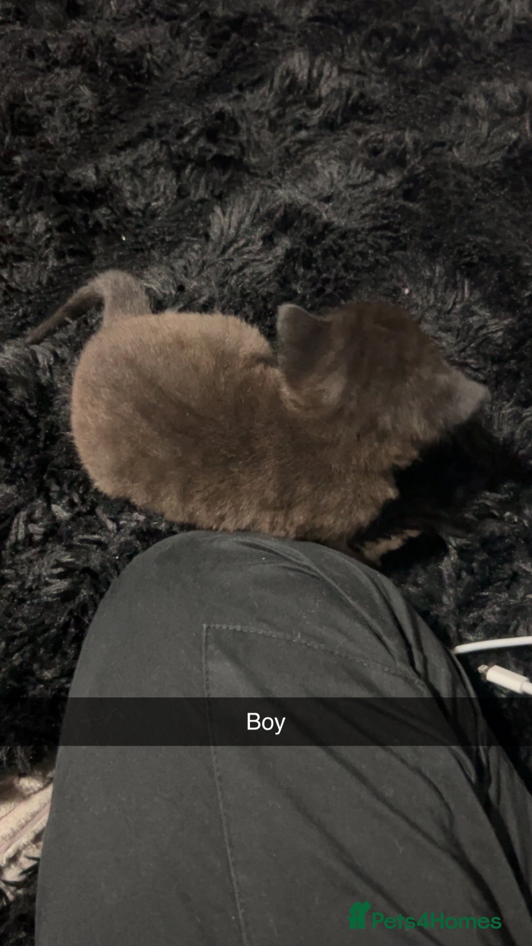 Mixed Breed cats for sale: Beautiful grey and black kitten - Advert 9