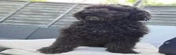 Poodle dogs for stud: Kenzuo Midnight - Ozzy in Southampton - Advert 2