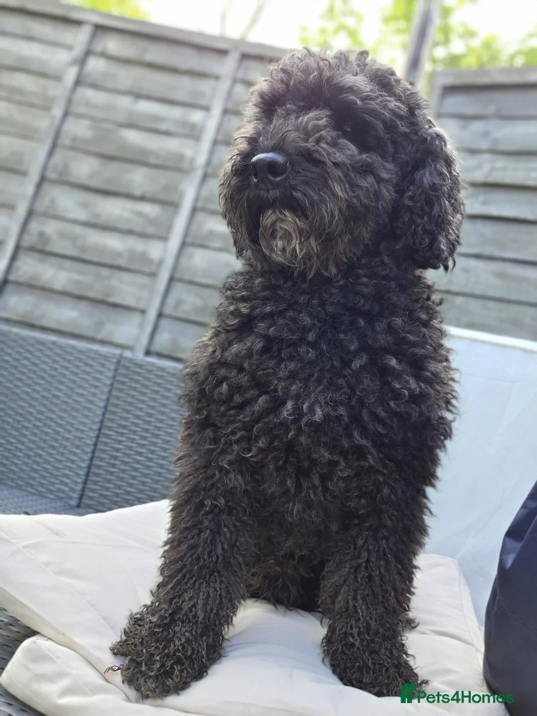 Poodle dogs for stud: Kenzuo Midnight - Ozzy in Southampton - Advert 2