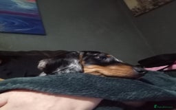 Dachshund dogs for sale: Miss Abby - Image 5