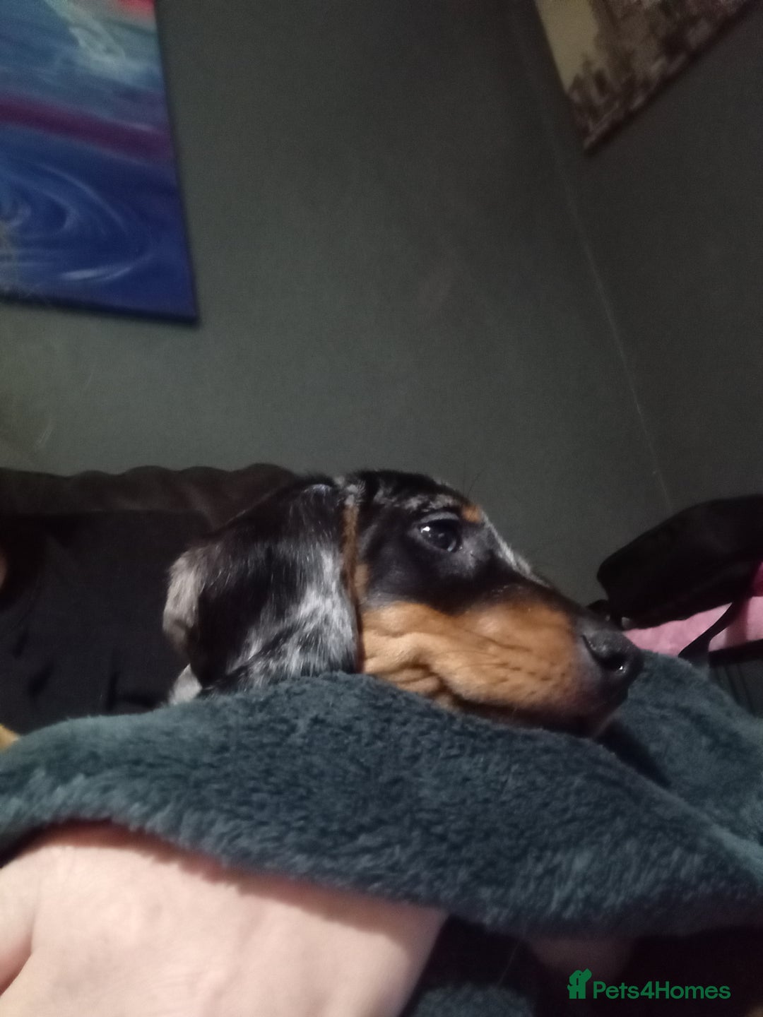 Dachshund dogs for sale: Miss Abby - Image 5