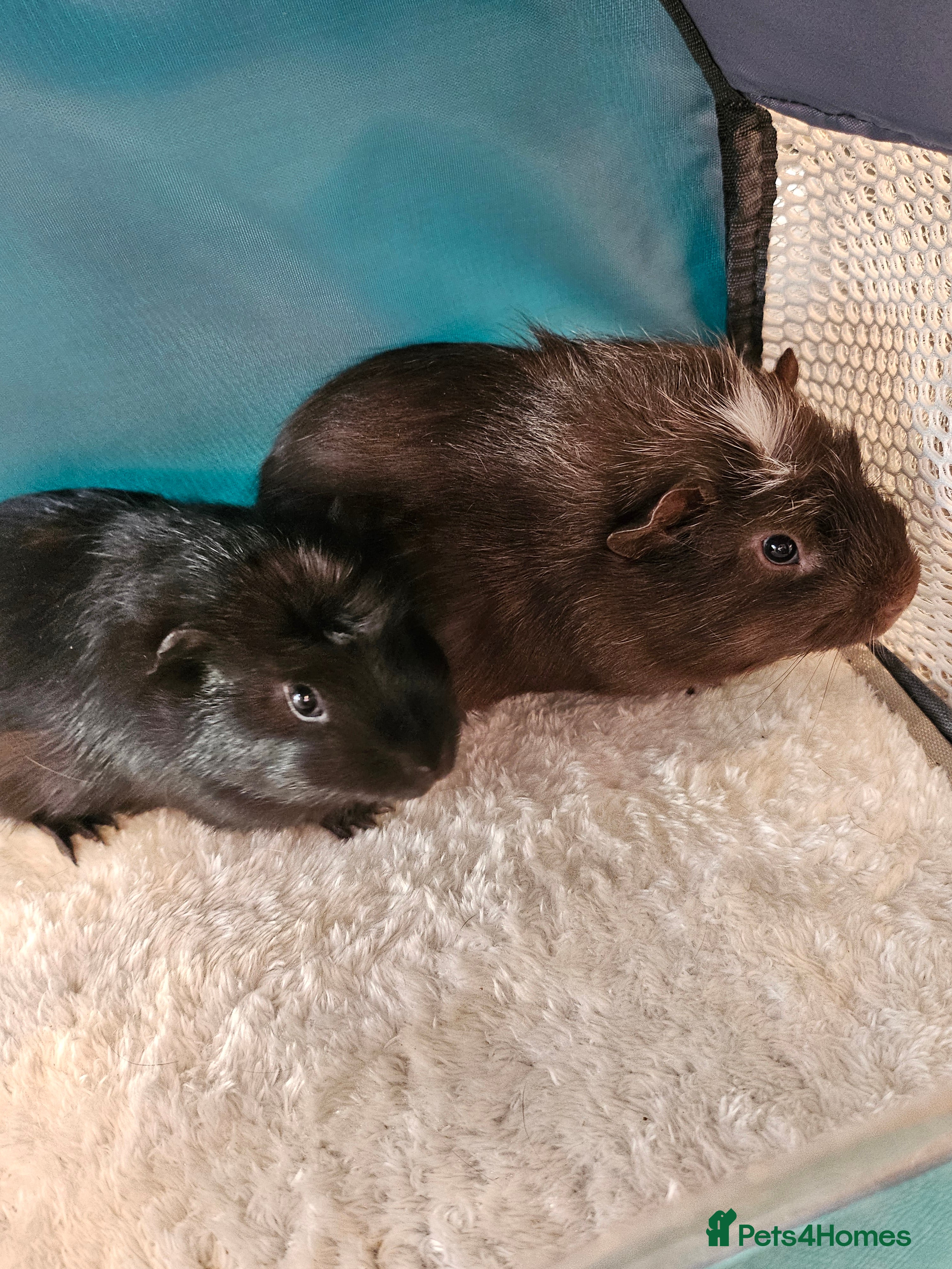 Guinea Pig rodents Two Male Guinea Pigs  - Advert 4