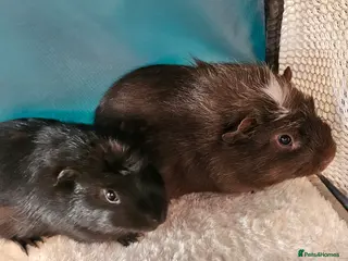 Guinea Pig rodents Two Male Guinea Pigs - Advert 4