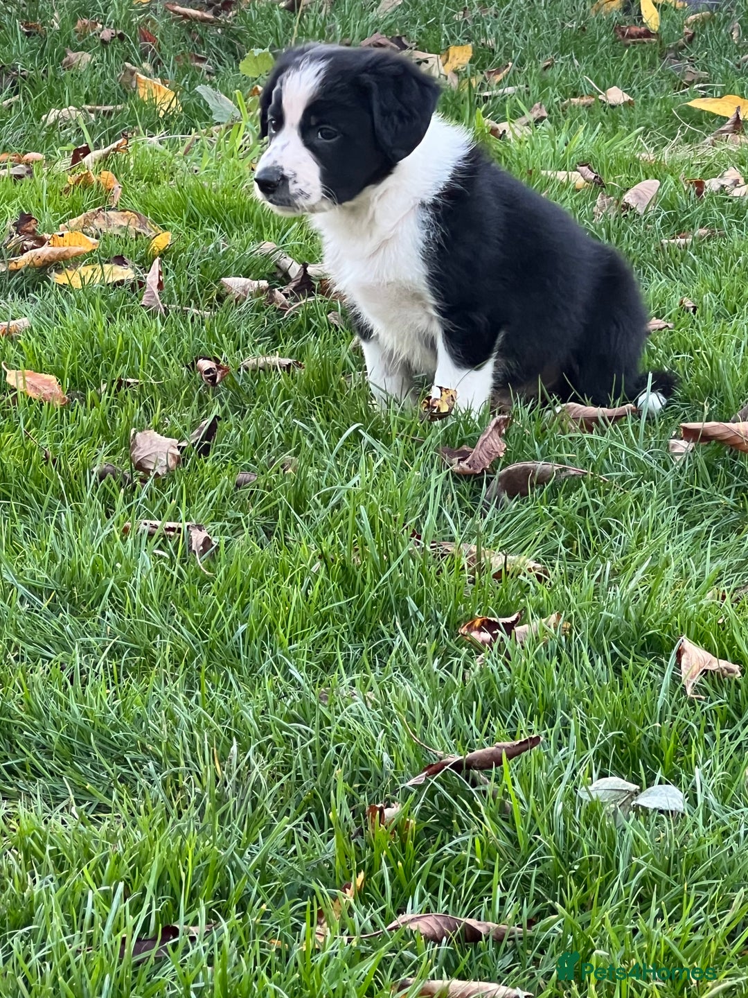 Border Collie dogs for sale: Sheepdog puppies - Advert 2