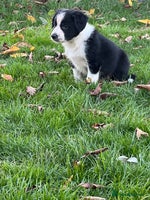 Border Collie dogs Sheepdog puppies - Advert 3